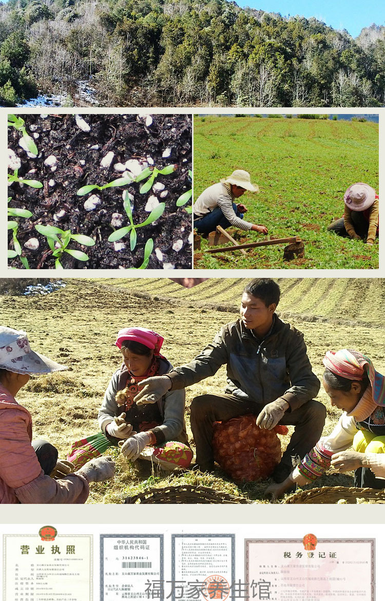 福萬(wàn)家瑪卡 介紹圖片