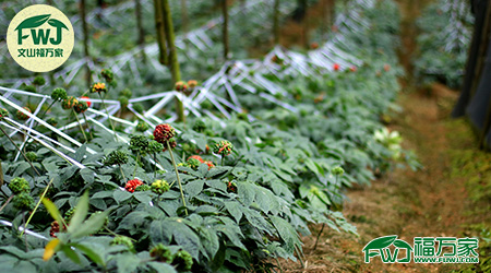 文山三七種植 文山三七種植