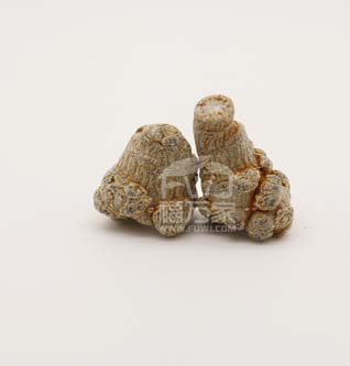 三七 帶剪口的三七就不要買