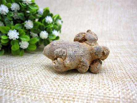 三七的效用可以用在哪些方面？