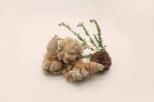 三七的效用會受喝茶影響嗎? 三七的效用會受喝茶影響嗎?