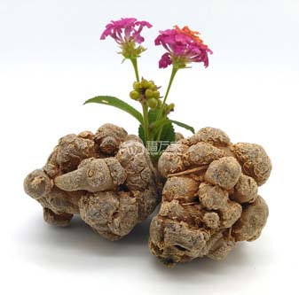 三七生長(zhǎng)在什么地方? 三七生長(zhǎng)在什么地方?