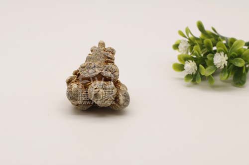 三七粉可以每天吃 三七粉可以每天吃