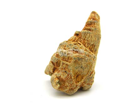 多少頭的三七是多大 多少頭的三七是多大