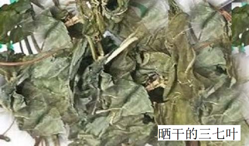 真三七葉 真三七葉