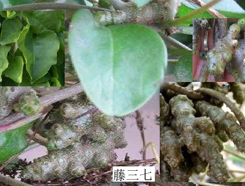 藤三七葉 藤三七葉