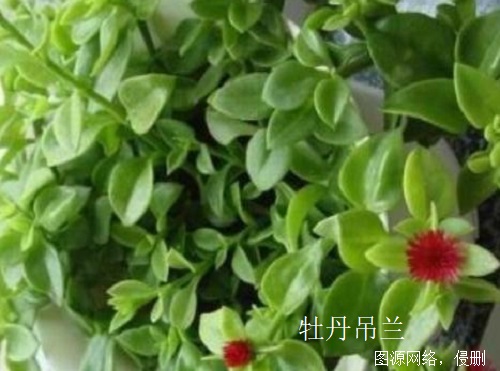 牡丹吊蘭 牡丹吊蘭