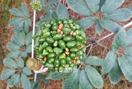 三七紅籽 三七紅籽