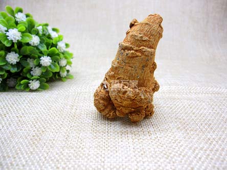 三七燉雞都能吃 三七燉雞都能吃