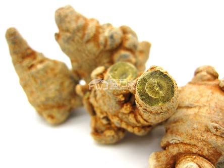 飽滿的春三七 飽滿的春三七