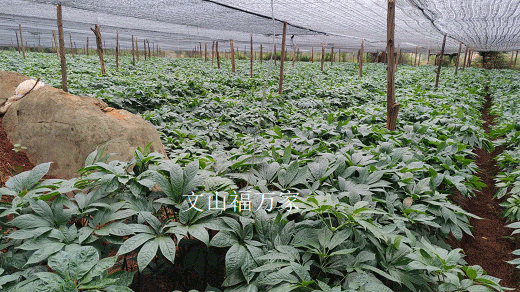 種植三七 種植三七