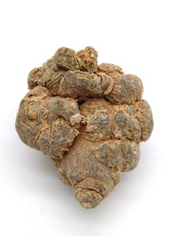 20頭三七多大 20頭三七多大