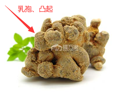 三七乳孢 三七乳孢