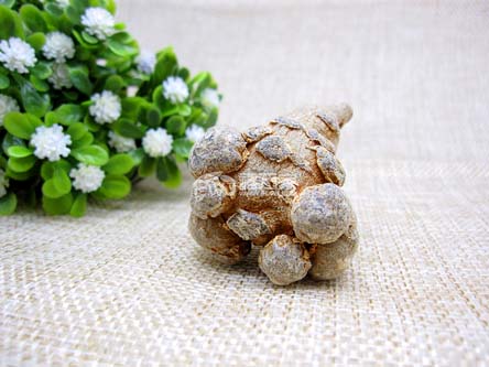 不帶剪口好三七 不帶剪口好三七