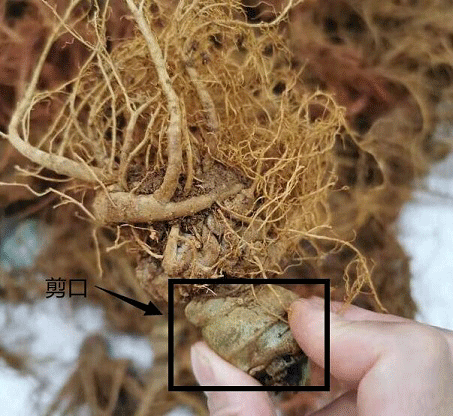 帶剪口的三七 帶剪口的三七