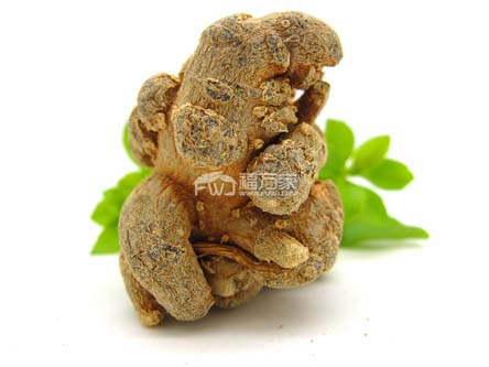 高等級三七 高等級三七