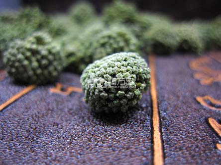 綠色三七花 綠色三七花