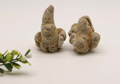 公三七和母三七的謊言 公三七和母三七的謊言