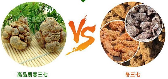 春三七和冬三七對比 春三七和冬三七對比