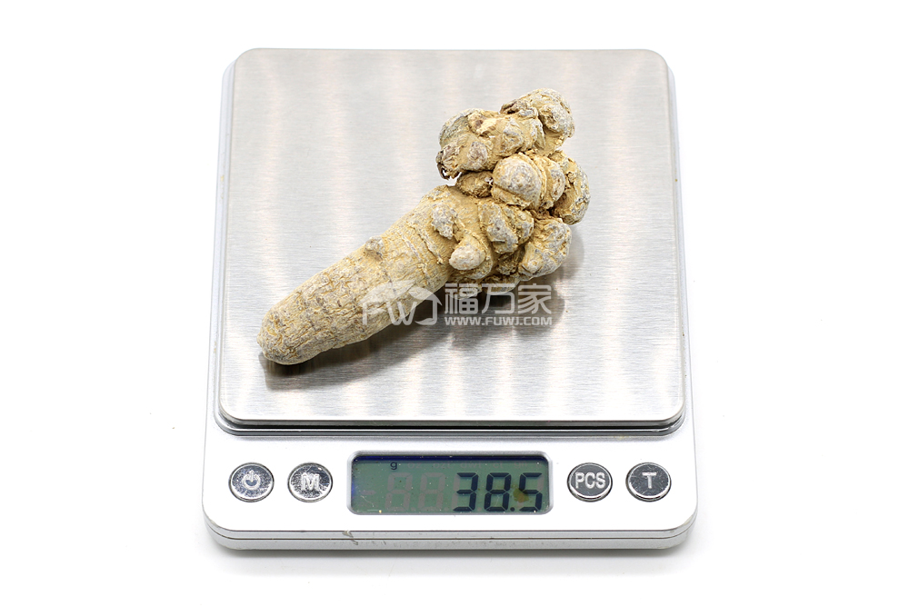 15頭三七的大小 15頭三七的大小