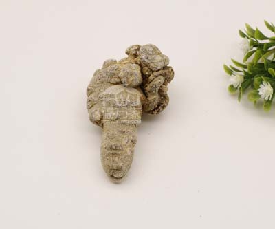 曬干的三七 曬干的三七