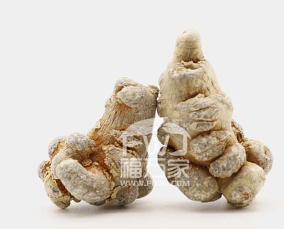 飽滿春三七 飽滿春三七