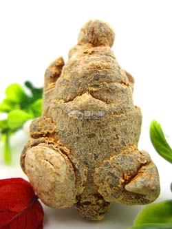 選購三七時(shí)買春三七 選購三七時(shí)買春三七