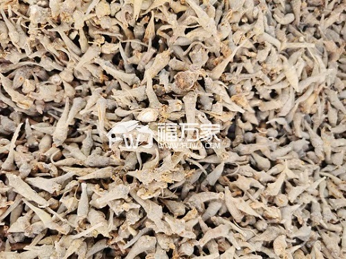 一年三七 一年三七