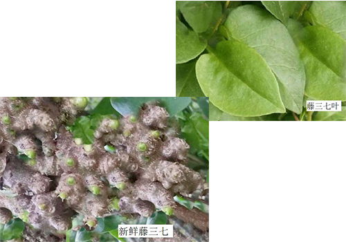 藤三七是什么樣的植物 藤三七是什么樣的植物