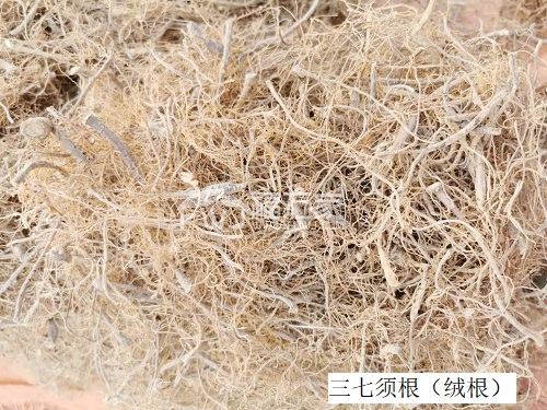 三七根 三七根