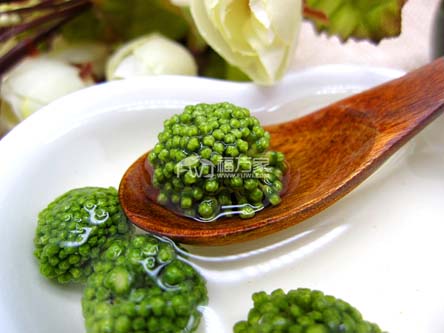 三七花也能降血壓 三七花也能降血壓