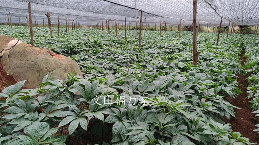 三七種植在什么地方才長得好 三七種植在什么地方才長得好