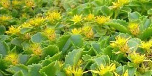 景天三七是土三七 景天三七是土三七