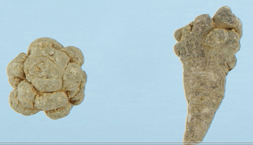 長條三七和圓形三七 長條三七和圓形三七