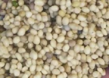 三七種子 三七種子