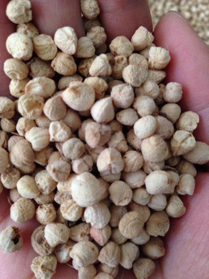 三七種子 三七種子