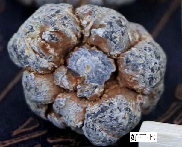 好的不打蠟三七 好的不打蠟三七