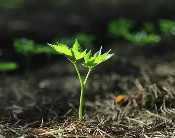 剛出生三七 剛出生三七