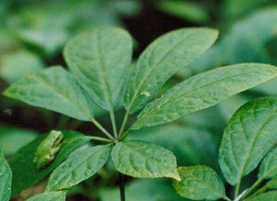 三七葉子能吃嗎 三七葉子能吃嗎