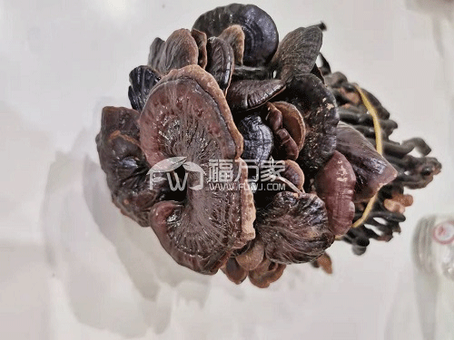 三七與靈芝 三七與靈芝