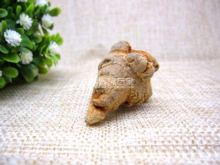 曬干的三七 曬干的三七