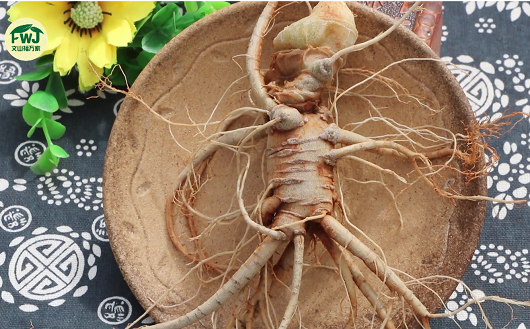 哪里能買到鮮活三七 哪里能買到鮮活三七