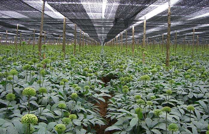 鮮三七怎么買 鮮三七怎么買