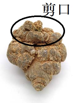 好的三七不帶剪口 好的三七不帶剪口