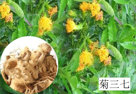 害人的三七 害人的三七