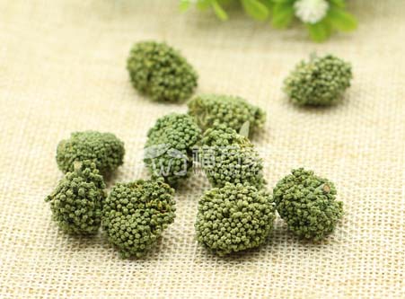 哪種三七花好 哪種三七花好