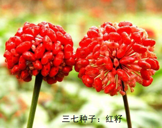 三七的種子 三七的種子