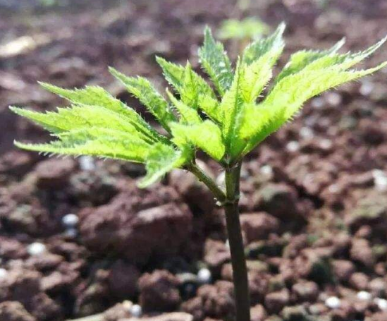 三七苗種植 三七苗種植