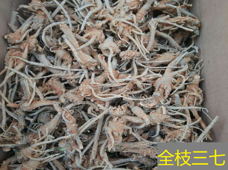 全枝的三七 全枝的三七