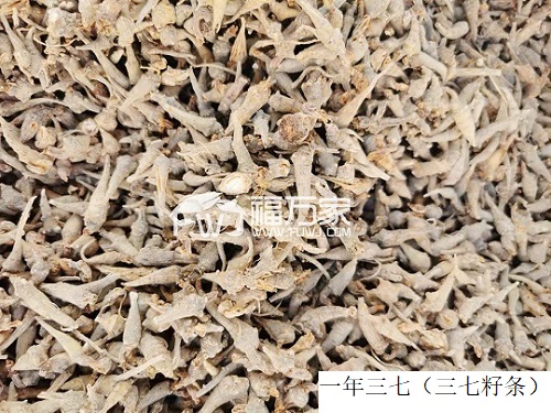 三七只能當菜吃